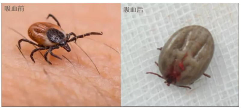 【虫害预警】危险!不是昆虫的“虫”野外活动可别因它中招了(图1)