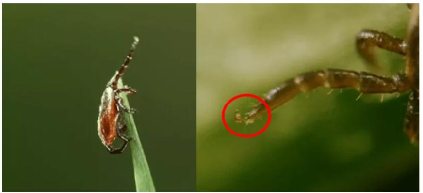 【虫害预警】危险!不是昆虫的“虫”野外活动可别因它中招了(图2)