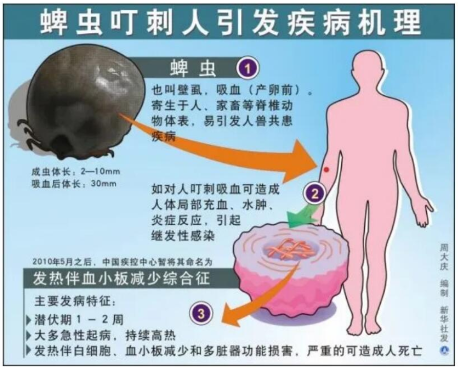 【虫害预警】危险!不是昆虫的“虫”野外活动可别因它中招了(图3)